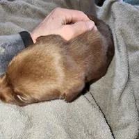 Luna, a female Labrador Retriever for sale in Tazewell, VA – 4 of 6