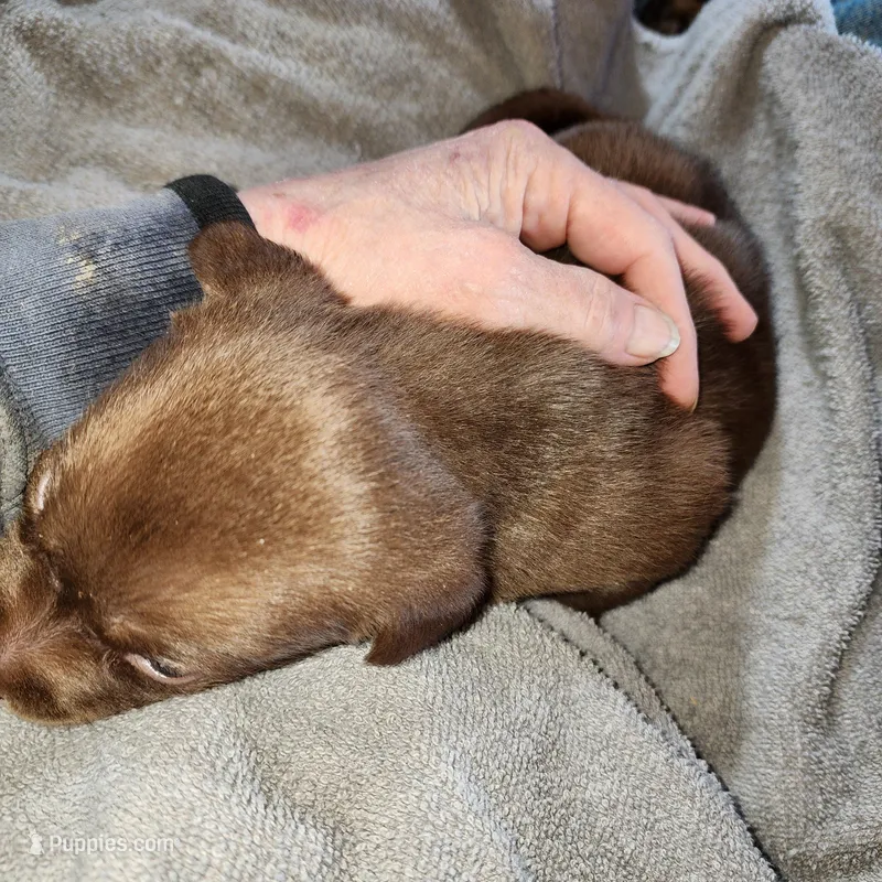 Luna – Labrador Retriever puppy for sale in Tazewell, VA