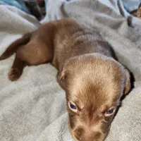 Luna, a female Labrador Retriever for sale in Tazewell, VA – 2 of 6