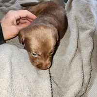 Luna, a female Labrador Retriever for sale in Tazewell, VA – 5 of 6