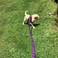 Colt, a male Labrador Retriever for sale in Tazewell, VA – 9 of 10