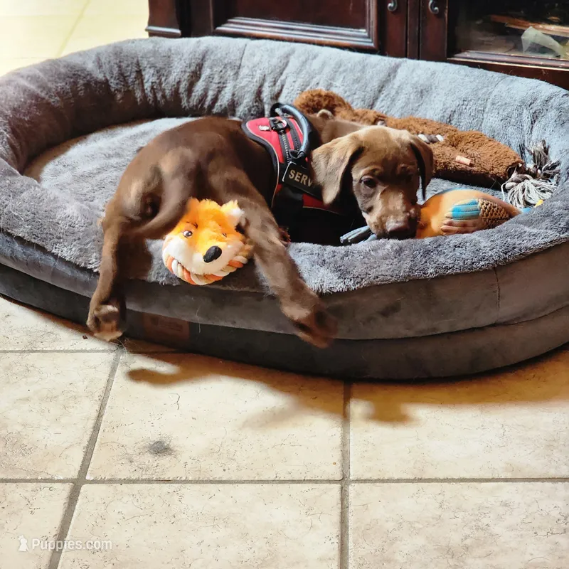 Socks, a female Labrador Retriever for sale in Tazewell, VA – 1 of 7