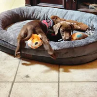 Socks, a female Labrador Retriever for sale in Tazewell, VA – 1 of 7