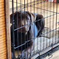 Coco, a female Labrador Retriever for sale in Tazewell, VA – Photo 8 of 8