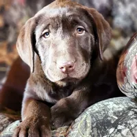 Coco, a female Labrador Retriever for sale in Tazewell, VA – Photo 2 of 8