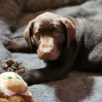 Coco, a female Labrador Retriever for sale in Tazewell, VA – Photo 7 of 8