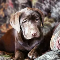 Coco, a female Labrador Retriever for sale in Tazewell, VA – Photo 4 of 8