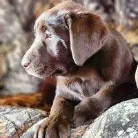 Coco, a female Labrador Retriever for sale in Tazewell, VA – Photo 1 of 8