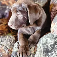Coco, a female Labrador Retriever for sale in Tazewell, VA – Photo 5 of 8
