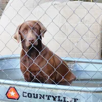 Bailey , a female Labrador Retriever for sale in Tazewell, VA – 5 of 5