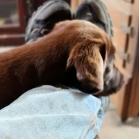 Daisy , a female Labrador Retriever for sale in Tazewell, VA – 6 of 7