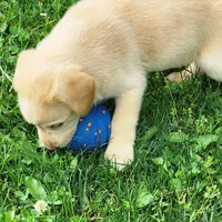 Colt, a male Labrador Retriever for sale in Tazewell, VA – 1 of 5