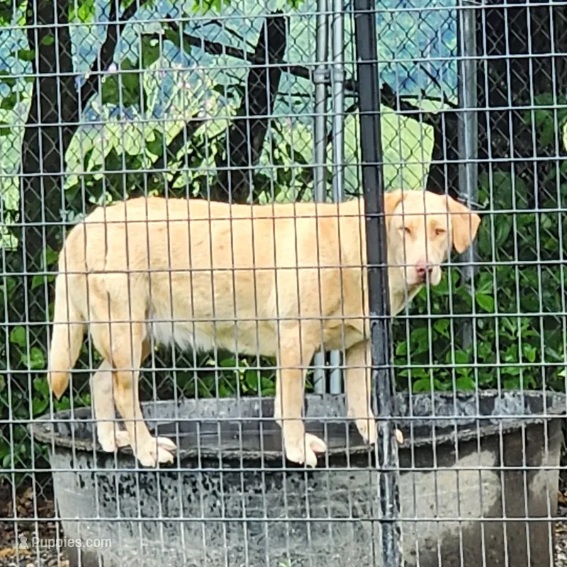 Cedar  – Labrador Retriever puppy for sale in Tazewell, VA