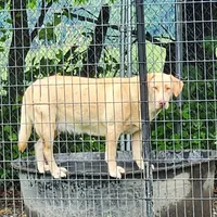 Cedar , a  Labrador Retriever for sale in Tazewell, VA – 1 of 3