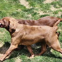 Burt, a male Labrador Retriever for sale in Tazewell, VA – 5 of 6