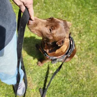 Timber, a female Labrador Retriever for sale in Tazewell, VA – 10 of 10
