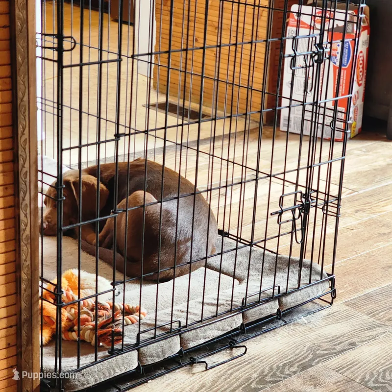 Ben – Labrador Retriever puppy for sale in Tazewell, VA