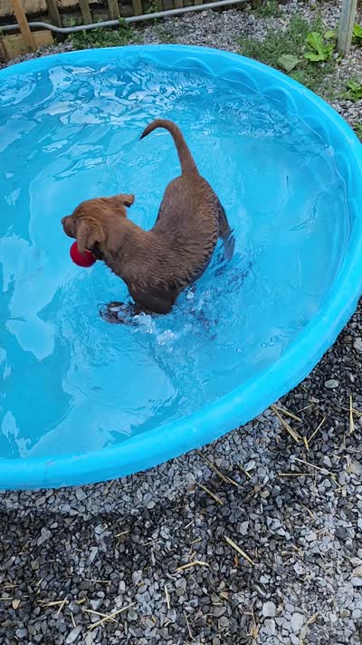 Finn, a female Labrador Retriever for sale in Tazewell, VA – 9 of 10