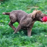 Finn, a female Labrador Retriever for sale in Tazewell, VA – 2 of 10