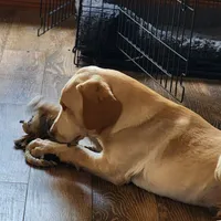 Buddy , a male Labrador Retriever for sale in Tazewell, VA – 2 of 7