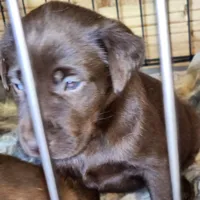 Red, a female Labrador Retriever for sale in Tazewell, VA – 2 of 4