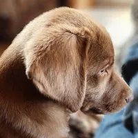 Finn, a male Labrador Retriever for sale in Tazewell, VA – 3 of 5