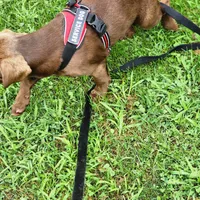 Hazel, a female Labrador Retriever for sale in Tazewell, VA – 4 of 7