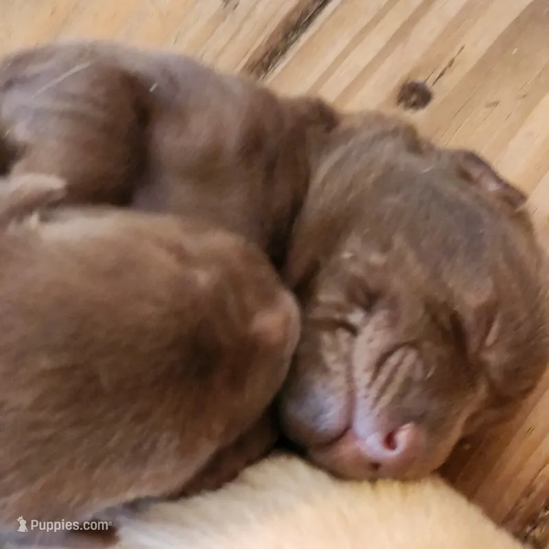 Maximum  – Labrador Retriever puppy on hold in Tazewell, VA