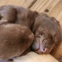 Maximum , a male Labrador Retriever for sale in Tazewell, VA – 1 of 4