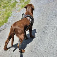 Baily, a female Labrador Retriever for sale in Tazewell, VA – 6 of 6