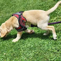 Colt, a male Labrador Retriever for sale in Tazewell, VA – 8 of 10