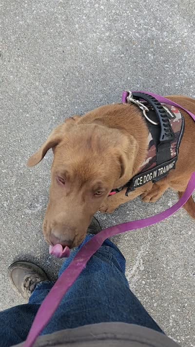 Champ, a male Labrador Retriever for sale in Tazewell, VA – 2 of 10