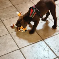 Socks, a female Labrador Retriever for sale in Tazewell, VA – 6 of 7
