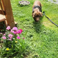 Timber, a female Labrador Retriever for sale in Tazewell, VA – 8 of 10