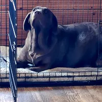 Bolta , a  Labrador Retriever for sale in Tazewell, VA – 2 of 4