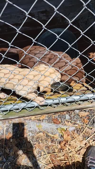 Remmington , a male Labrador Retriever for sale in Tazewell, VA – 5 of 6