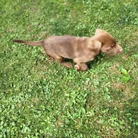 Rowdy , a male Labrador Retriever for sale in Tazewell, VA – 2 of 7