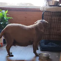 Caily, a  Labrador Retriever for sale in Tazewell, VA – Photo 2 of 4