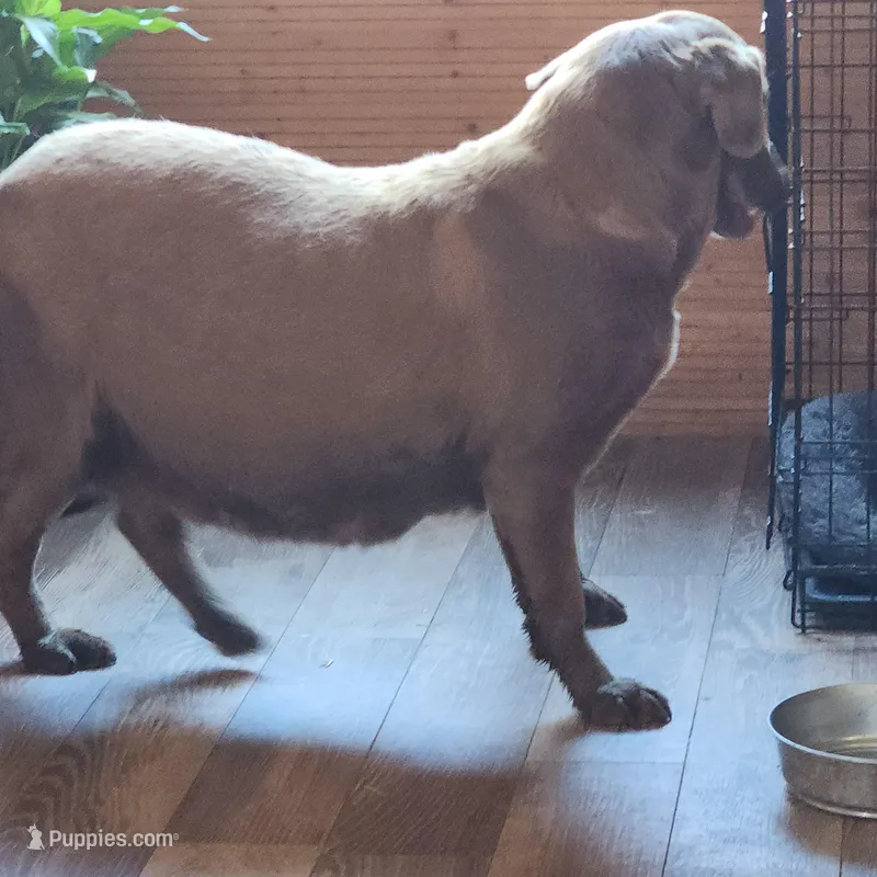 Caily – Labrador Retriever puppy for sale in Tazewell, VA