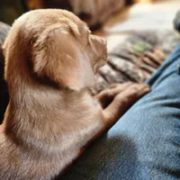 Finn, a male Labrador Retriever for sale in Tazewell, VA – 2 of 5