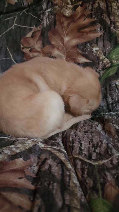 Kala, a female Labrador Retriever for sale in Tazewell, VA – 6 of 6