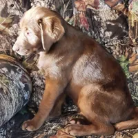Burt, a male Labrador Retriever for sale in Tazewell, VA – Photo 5 of 6