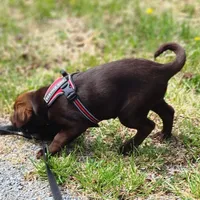 Burt, a male Labrador Retriever for sale in Tazewell, VA – Photo 3 of 6