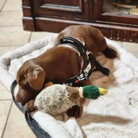 Burt, a male Labrador Retriever for sale in Tazewell, VA – Photo 2 of 6
