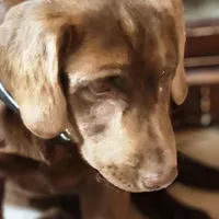 Burt, a male Labrador Retriever for sale in Tazewell, VA – Photo 6 of 6