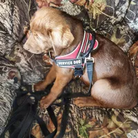 Burt, a male Labrador Retriever for sale in Tazewell, VA – Photo 4 of 6