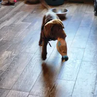 Socks, a female Labrador Retriever for sale in Tazewell, VA – 3 of 7