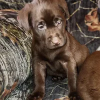 Tiny, a female Labrador Retriever for sale in Tazewell, VA – Photo 1 of 4
