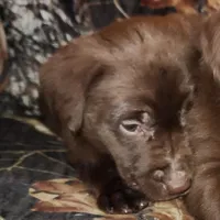 Tiny, a female Labrador Retriever for sale in Tazewell, VA – Photo 2 of 4