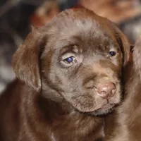 Tiny, a female Labrador Retriever for sale in Tazewell, VA – Photo 4 of 4